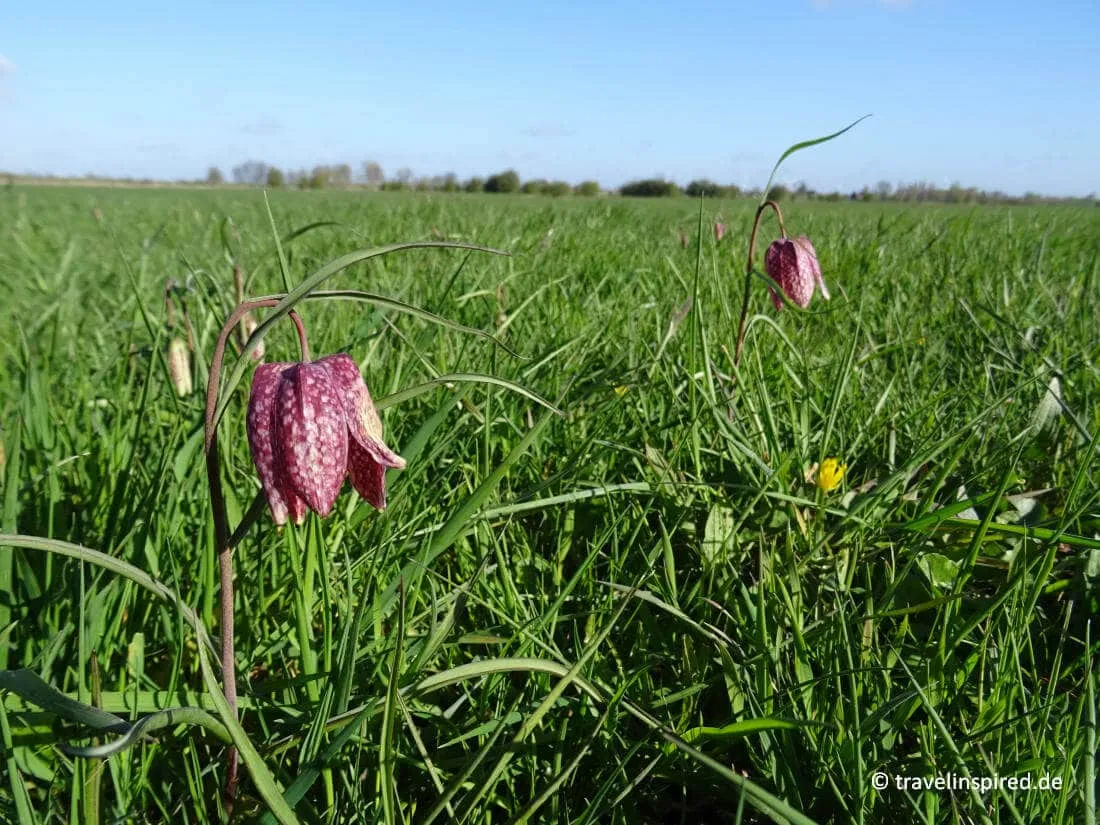 Blühende Schachblumen in der Unteren Seeveniederung