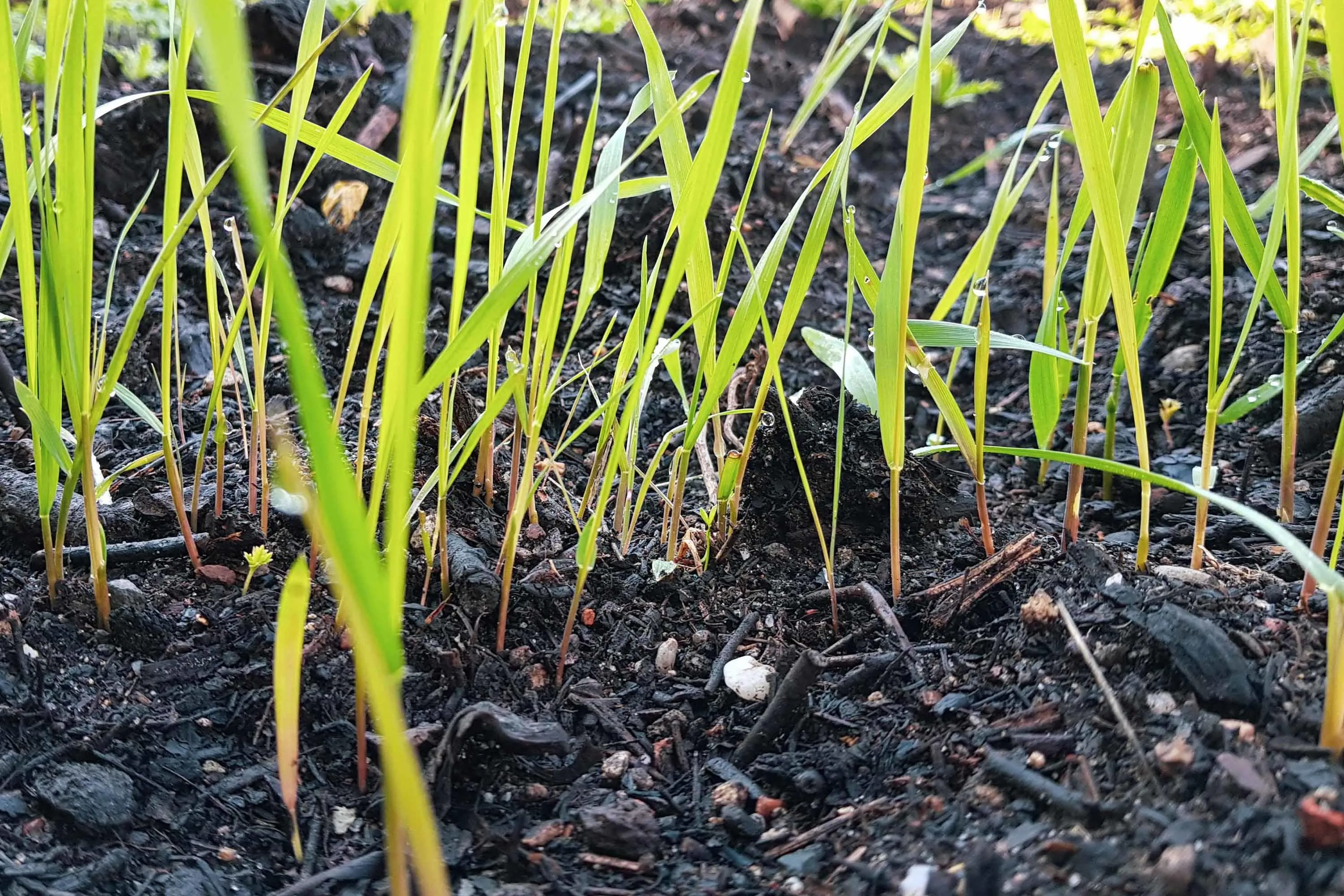 Böden sind in der Natur einer Vielzahlt von menschlichen Einflüssen ausgesetzt: Saemlinge wachsen in der Erde.