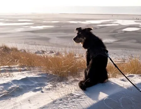 Border Collie genießt den weitläufigen Kniepsand am Hundestrand Nebel auf Amrum, Norddeutschland