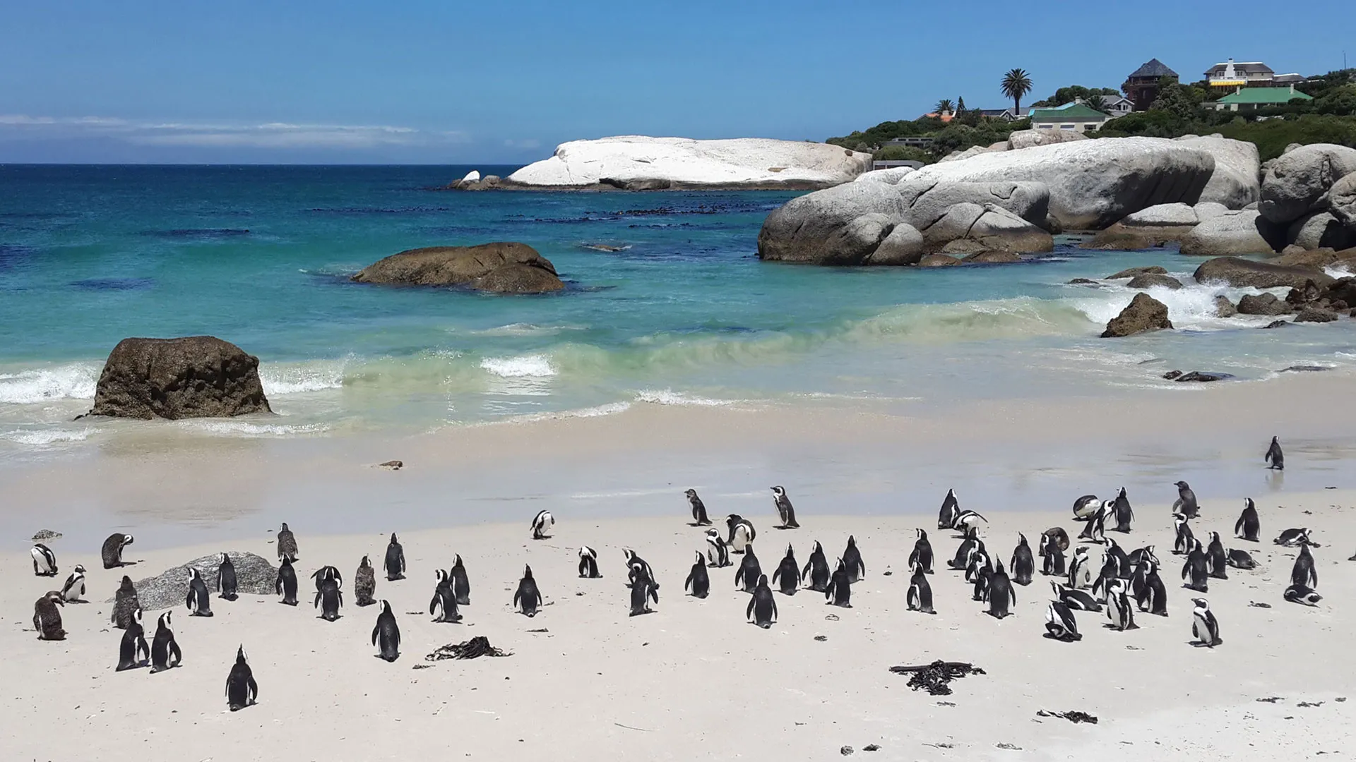 Boulders Beach Südafrika Pinguine im Sommer