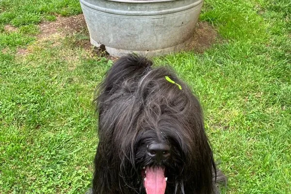 Briard Harry the Dirty im Fokus, bereit für die nächste Übung im Hundesport