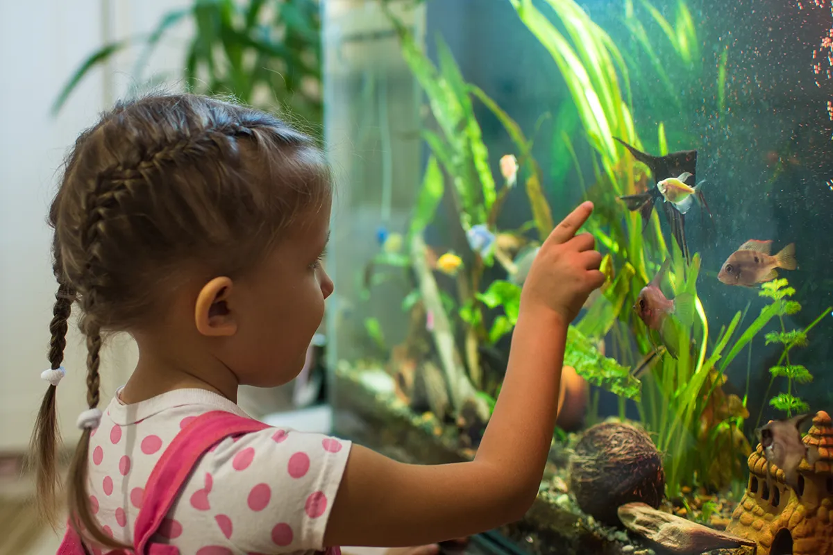 Buntes Aquarium mit Fischen, das als pflegeleichtes Haustier mit wenig Aufwand gilt
