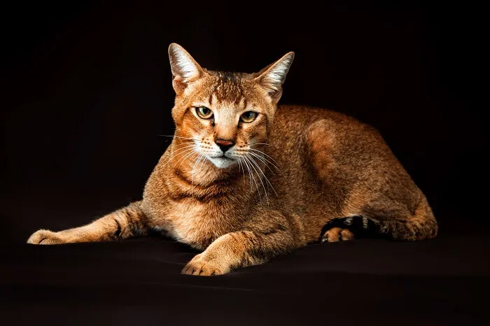 Chausie-Katze