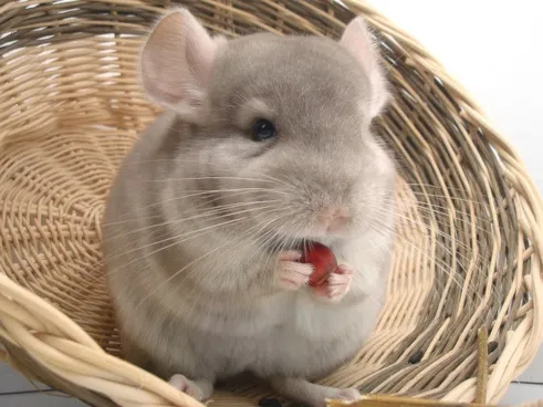 Chinchilla grau