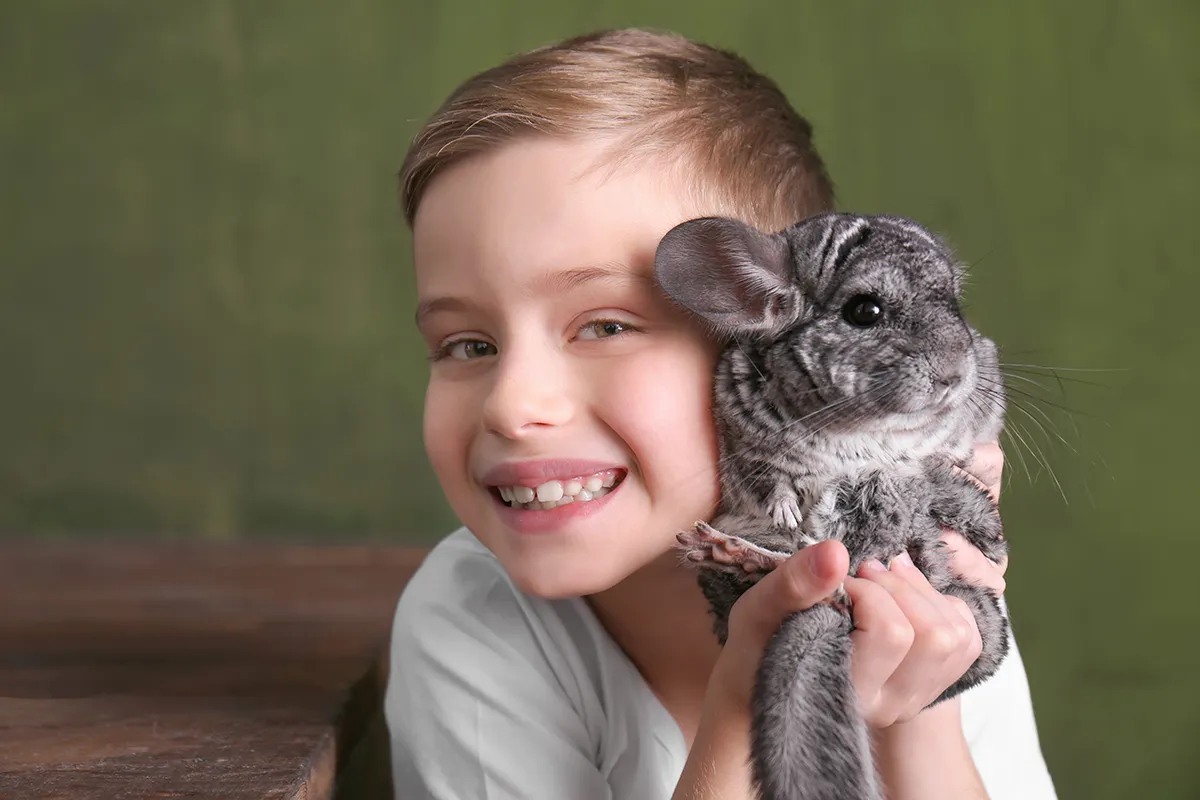 Chinchilla im Sandbad, ein exotisches Haustier, dessen Pflegeaufwand oft unterschätzt wird