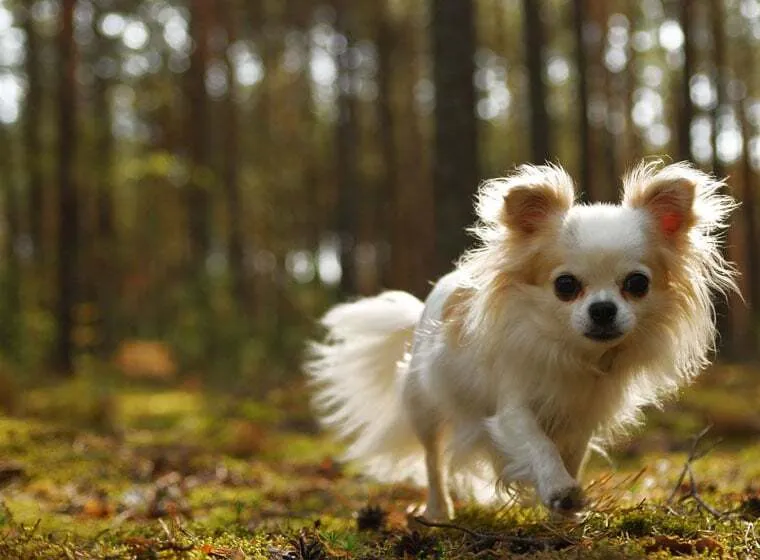 Chiwawa Hund Rasseprofil: kleiner, selbstbewusster Begleithund mit großen Ohren