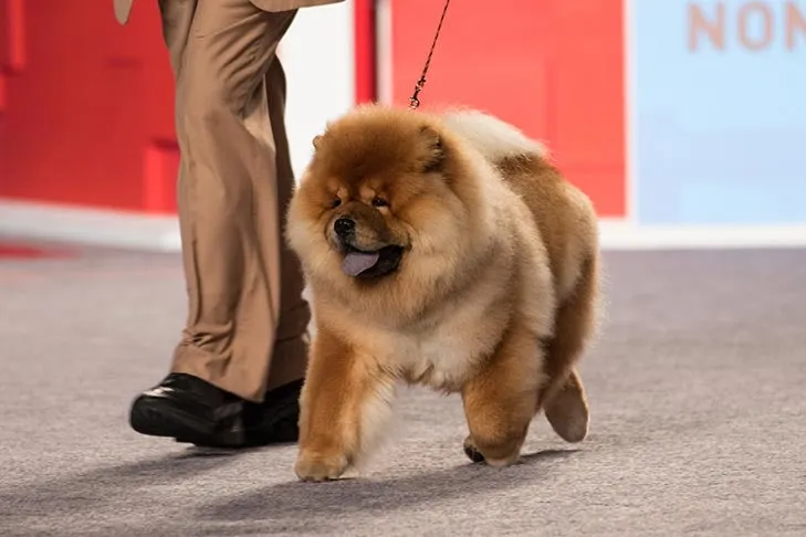 Chow Chow, Gewinner bei einer Hundeausstellung.