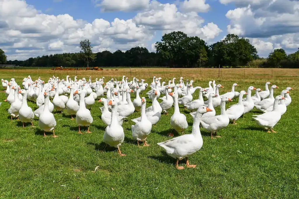 Close-up eines fertigen, goldbraun gebratenen Gänsebratens, bereit zum Tranchieren.