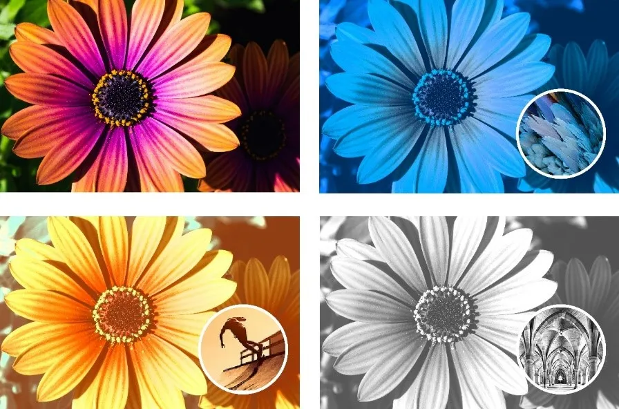 Collage aus verschiedenen bunten Blumen