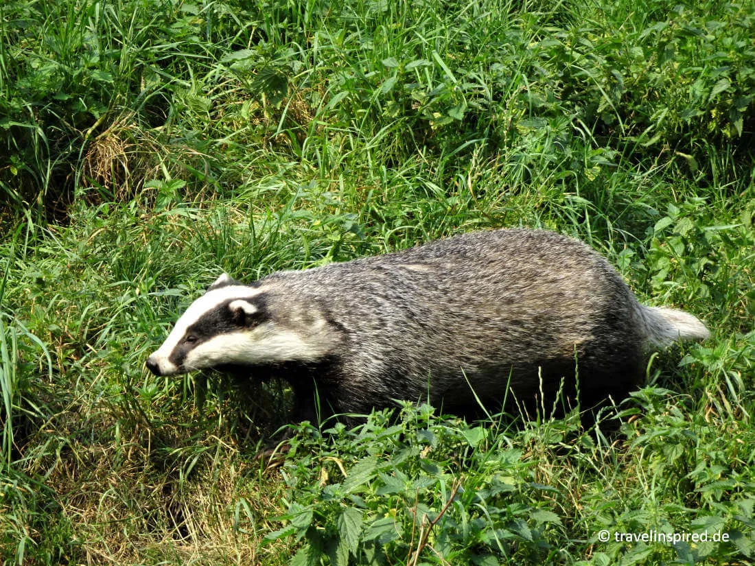 Dachs im Otter-Zentrum Hankensbüttel