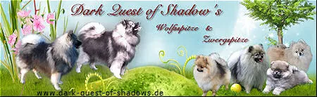 Dark Quest of Shadow's Zwergspitz und Wolfsspitz Zucht