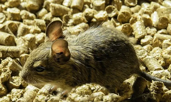 Degu Nagetier