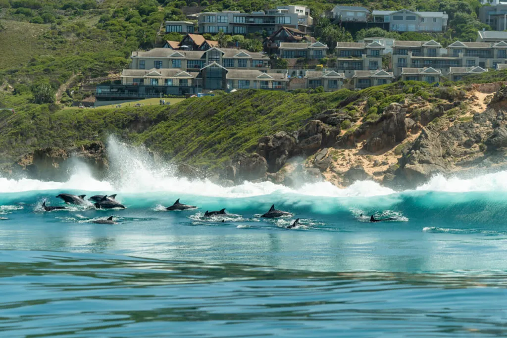 Delfine vor der Küste von Knysna während einer Bootstour, ein unvergessliches Erlebnis an der Garden Route