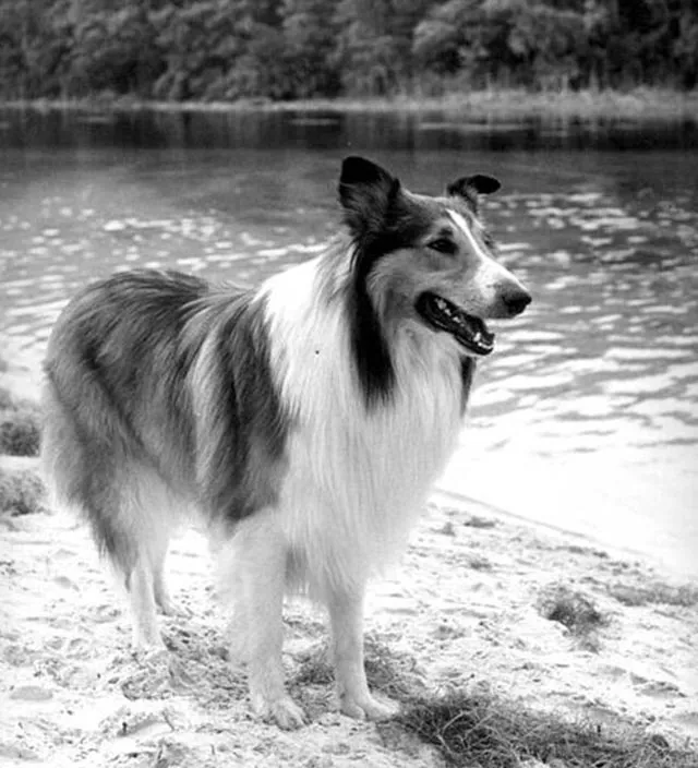 Der berühmte Langhaar-Collie Lassie, ein Filmstar und Symbol für Hundetreue
