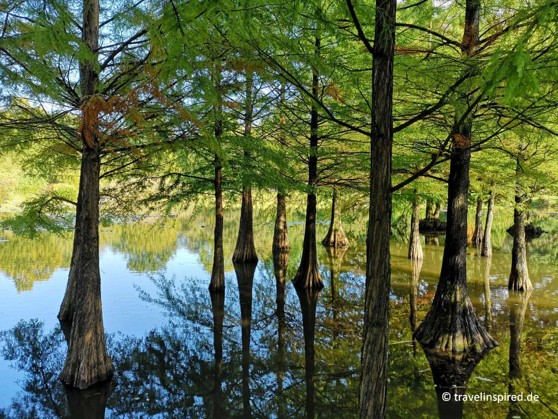 Der einzigartige Wasserwald mit Sumpf-Zypressen im Arboretum Ellerhoop, ein besonderer Ort für Pflanzenliebhaber in Norddeutschland.