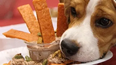 Der Kopf eines Beagles liegt neben Hundefutter. Dieses Bild symbolisiert die perfekte Anpassung des Hundes an den Menschen und seine Umgebung als Haustier.