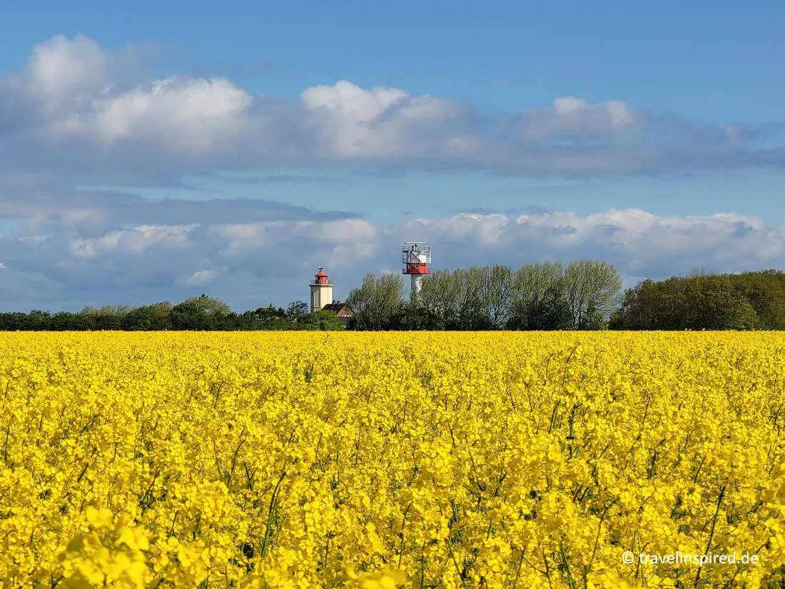 Der Leuchtturm Flügge umgeben von leuchtenden Rapsfeldern auf Fehmarn, ein malerisches Motiv für Unternehmungen auf der Ostseeinsel.
