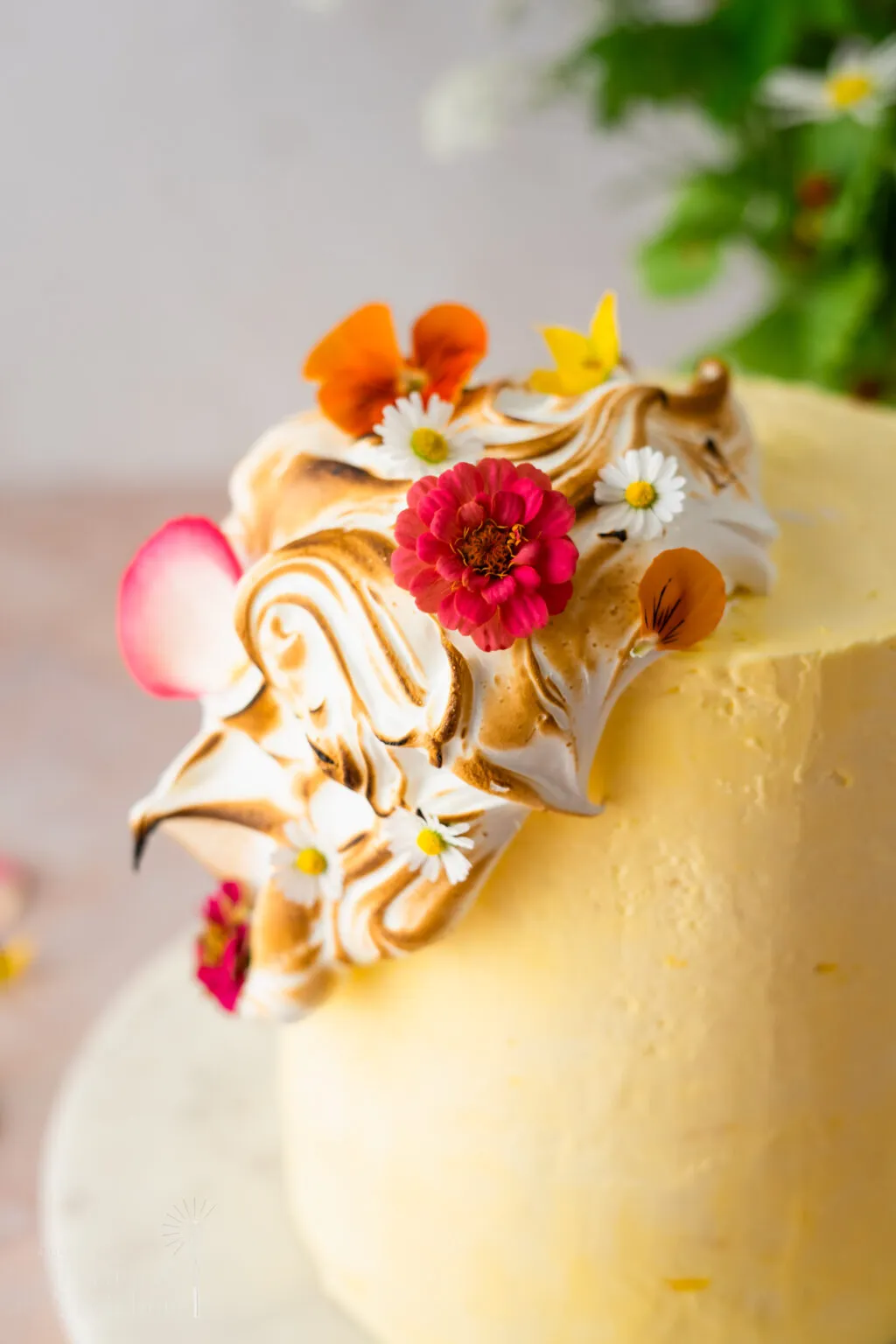 Detailansicht der kunstvoll gebrannten Baiser-Haube auf der Mango Quark Sahne Torte. Die feine Textur und die gelb gefärbte Meringue Buttercreme sind deutlich sichtbar.