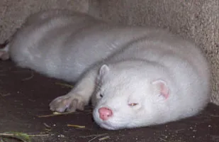 Detailansicht des artgerechten Geheges für einen Mink (James) beim Frettchentreff e.V.