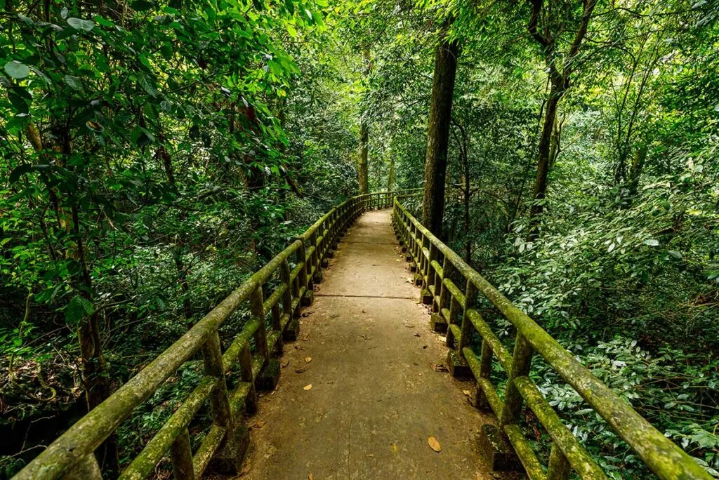 Dichter Dschungel und üppige Vegetation im Cuc Phuong Nationalpark, Vietnams ältester Nationalpark