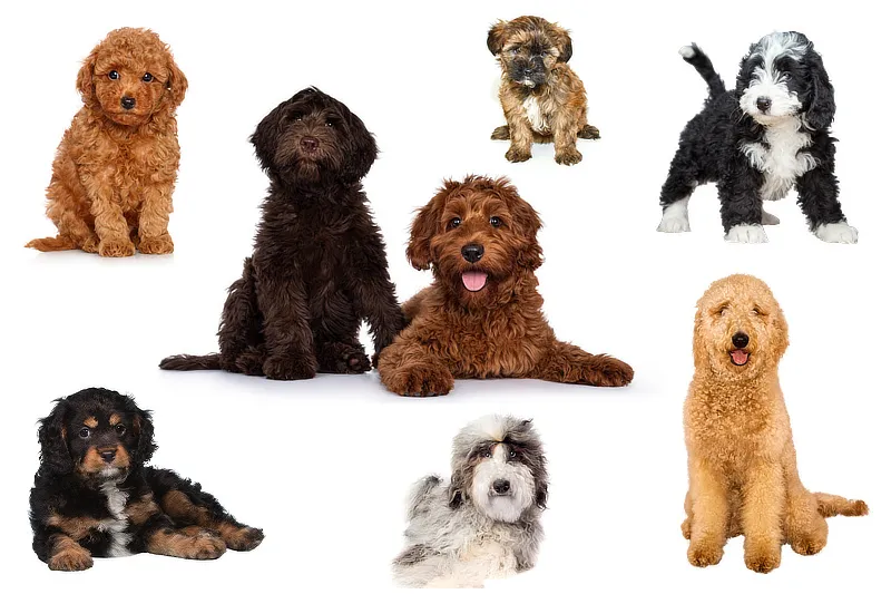 Die beliebtesten Doodle-Hunde werden in einer Übersicht dargestellt, hervorgehoben durch ihre freundliche Art