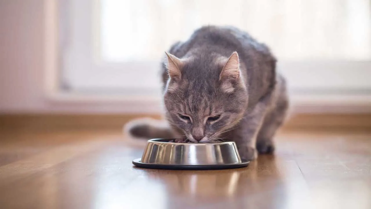 Die beste Katze Katzenfutter