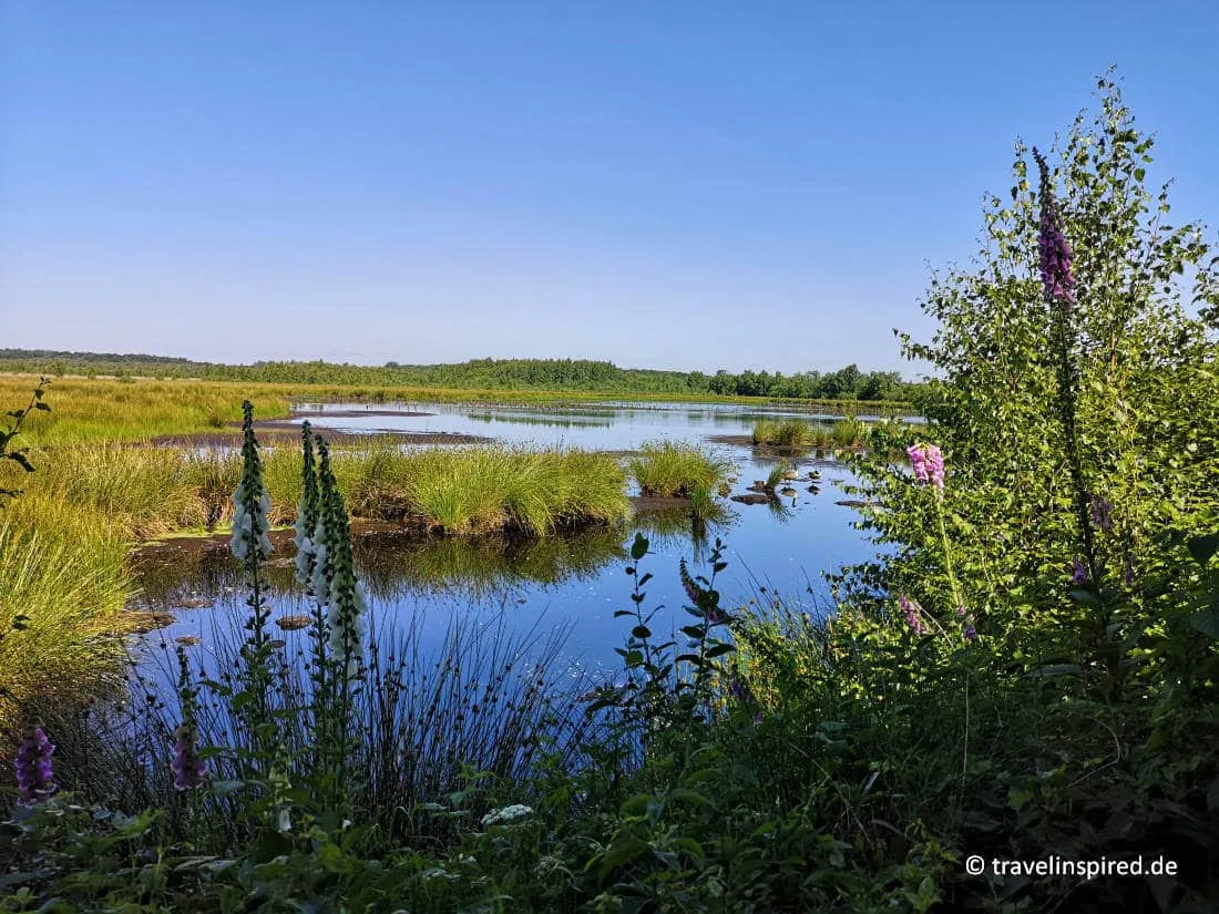 Die einzigartige Moorlandschaft des Himmelmoors, Schleswig-Holsteins größtes Hochmoor, ideal für naturnahe Unternehmungen und Wanderungen.