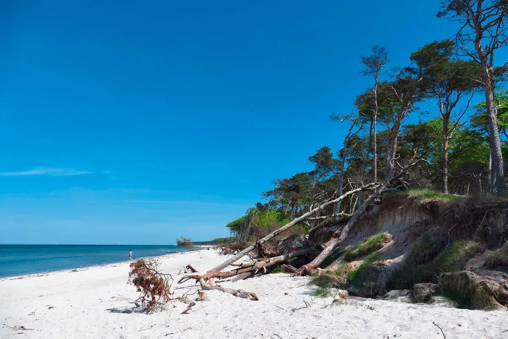 Die unberührte Natur auf der Halbinsel Fischland Darß-Zingst mit Windschiefen Bäumen.