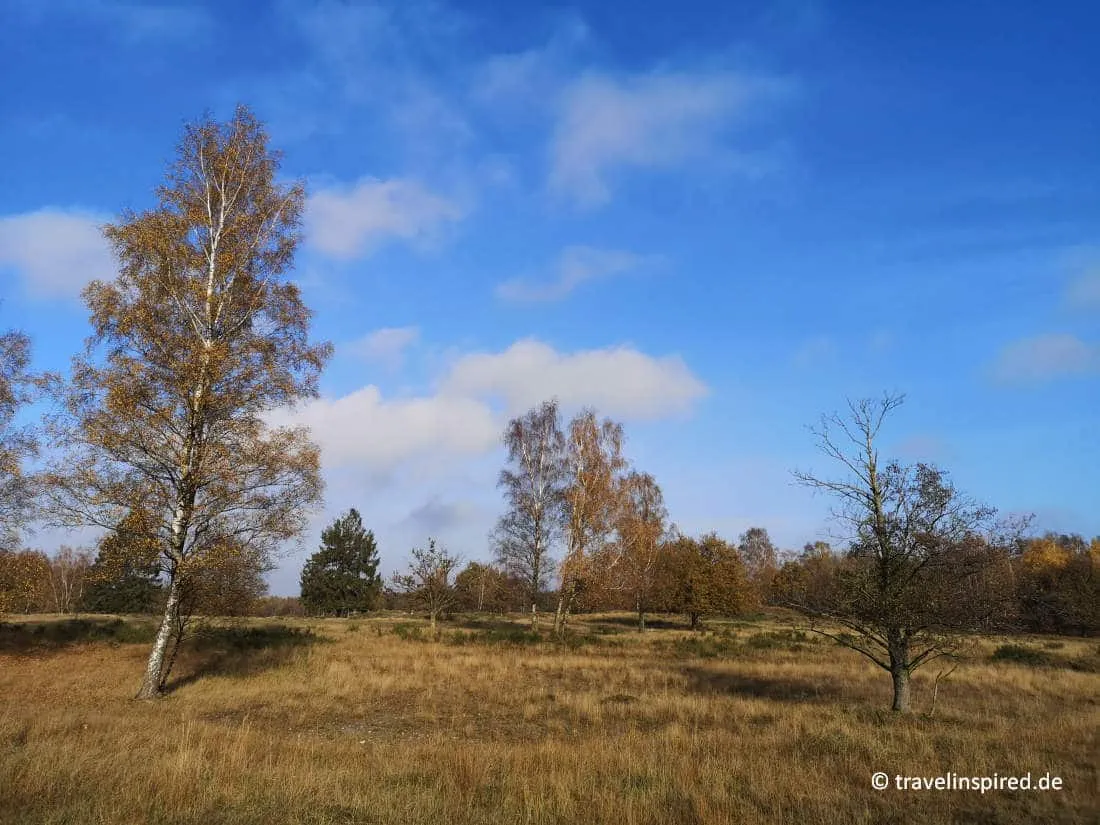 Die weite Heidelandschaft im Naturschutzgebiet Binnendünen Nordoe, perfekt für ausgedehnte Wanderungen und Natur-Unternehmungen in Norddeutschland.