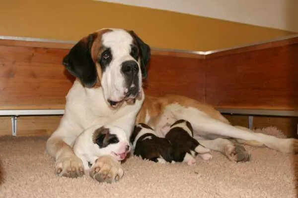 Drei Bernhardiner Welpen, einer döst, die anderen schauen wach