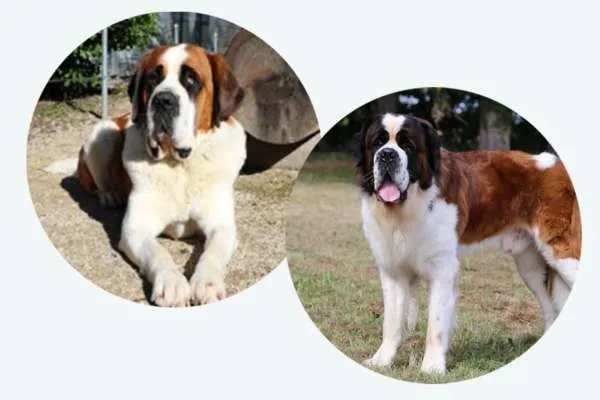 Drei Bernhardiner Welpen tollen auf einer Wiese herum.