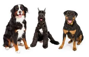 Drei unterschiedliche Hunderassen, darunter ein Golden Retriever, zeigen die große Vielfalt an Formen und Größen bei Hunden.