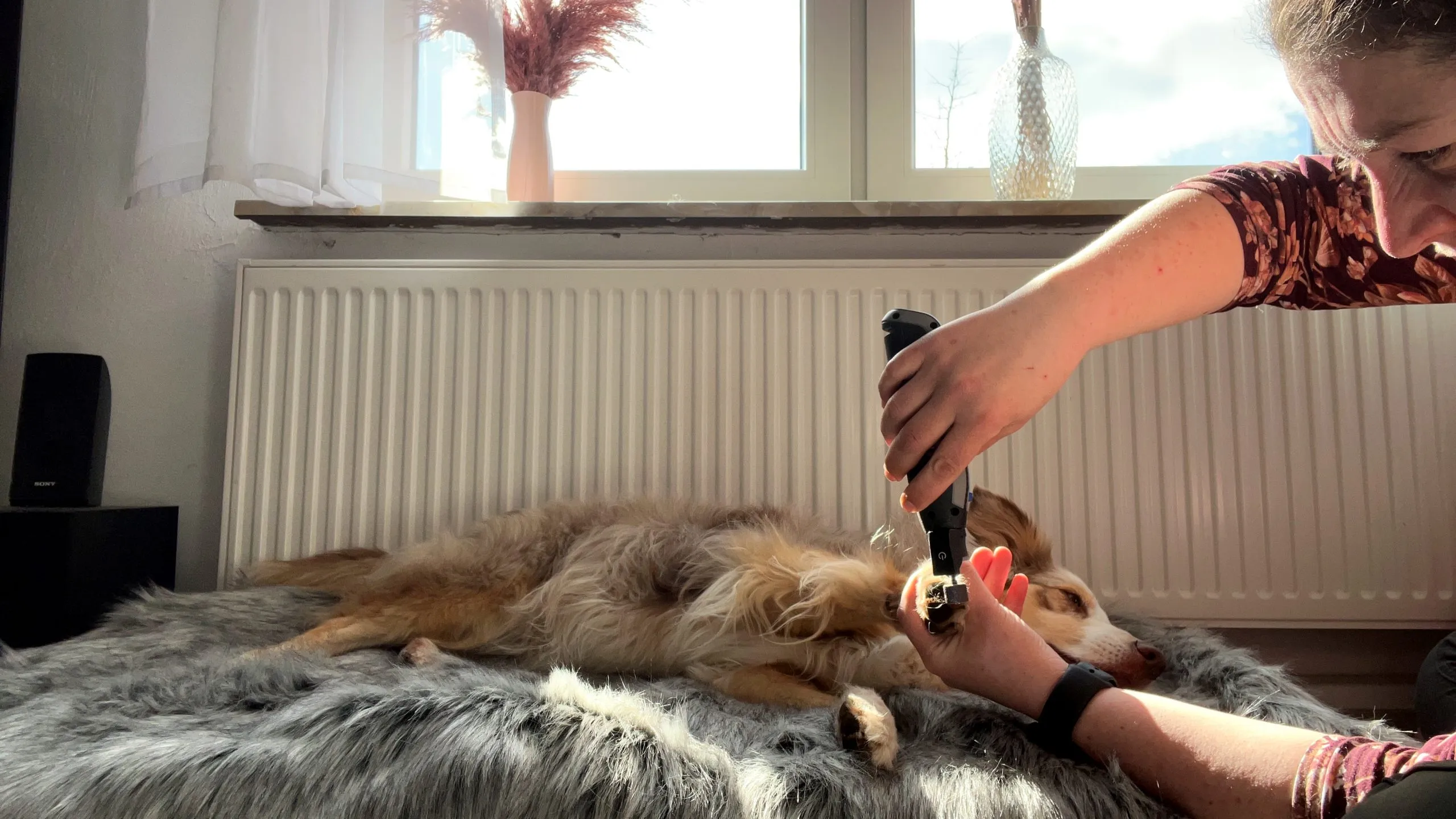 Dremel Lite 7760 Akku-Multifunktionswerkzeug als effektiver Krallenschleifer für Hunde, zeigt die Anwendung an einer Hundekralle.