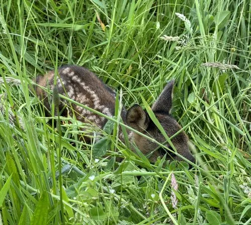 Drohnen zur Rehkitzrettung in Nordrhein-Westfalen