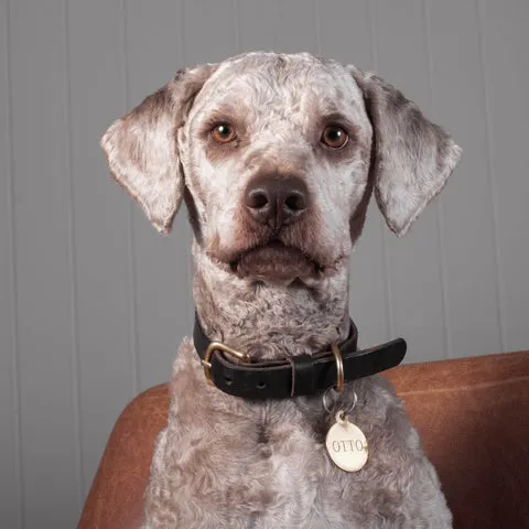 Dunkelbraunes Leder-Hundehalsband "Otto" mit Messingschnalle auf hellem Hintergrund. Nachhaltiges Hundehalsband aus pflanzlich gegerbtem Leder mit Personalisierungsoption.