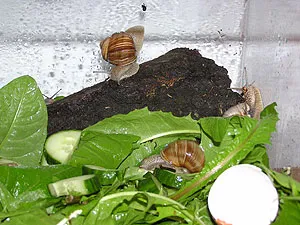 Eierschalen als wichtige Kalkquelle für Schnecken im Terrarium