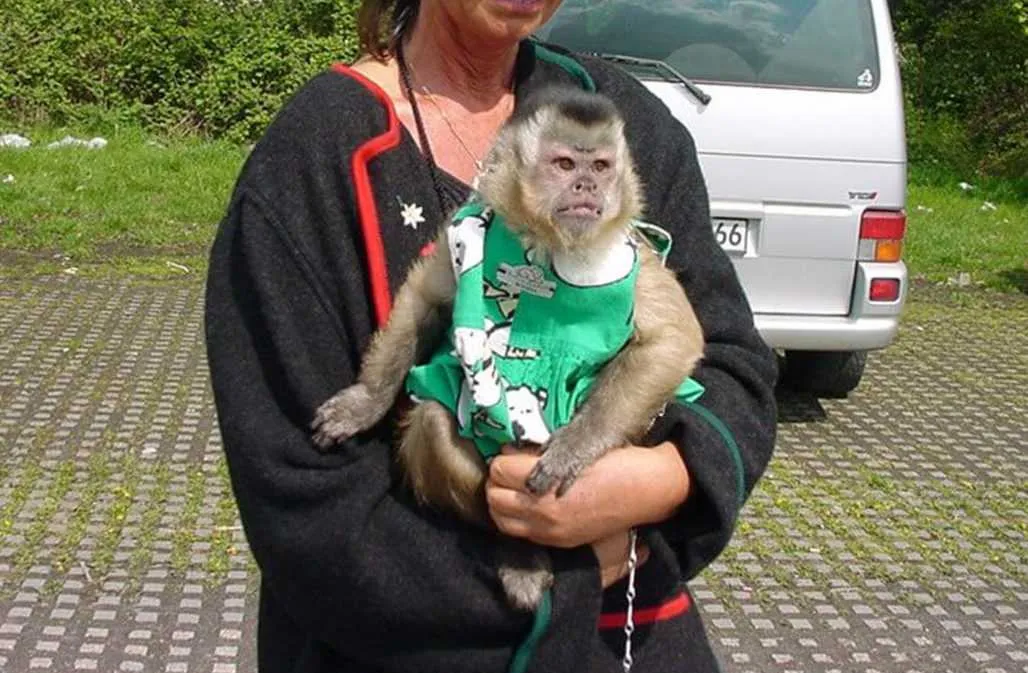 Ein Affe, der als Haustier gehalten wird