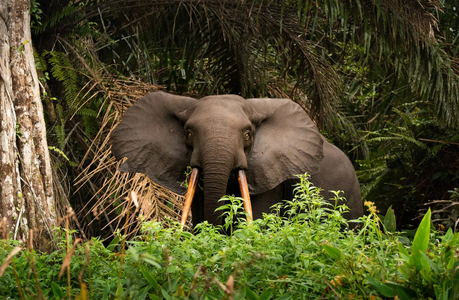Ein Afrikanischer Elefant am Strand des Loango-Nationalparks in Gabun, mit Regenwald und Meer im Hintergrund