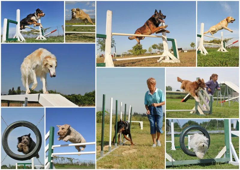 Ein agiler Border Collie überwindet ein Hindernis beim Agility-Hundesport, demonstrierend körperliche und geistige Auslastung