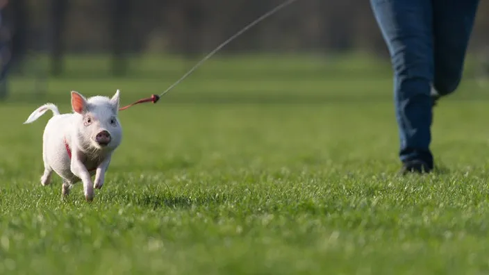 Ein agiles Minischwein rennt über eine grüne Wiese, seine Verspieltheit und Bewegungsfreude zeigend.