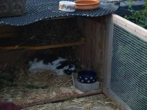 Ein älteres Kaninchen, das die Vorteile guter Pflege und Haltung zeigt