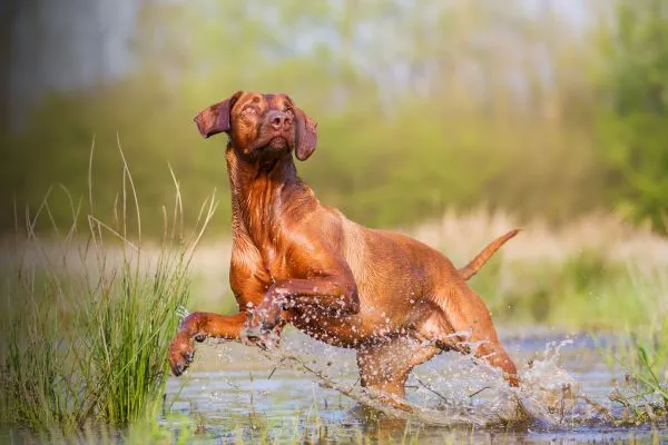 Ein athletischer Rhodesian Ridgeback Rüde genießt das aktive Spiel im Wasser, ein Beispiel für die hohe Bewegungsfreude der Hunderasse.