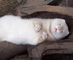 Ein aufgefundener Pearl-Mink (James) aus der Elbe, der irrtümlich für ein Frettchen gehalten wurde