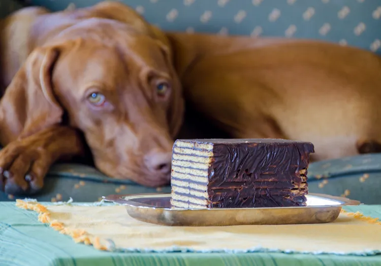 Ein aufmerksamer Hund blickt in die Kamera, während im Hintergrund ein Stück Kalter Hund zu sehen ist – ein Symbol für die vielen Hunde, die ein liebevolles Zuhause suchen und sich in Notlagen befinden.