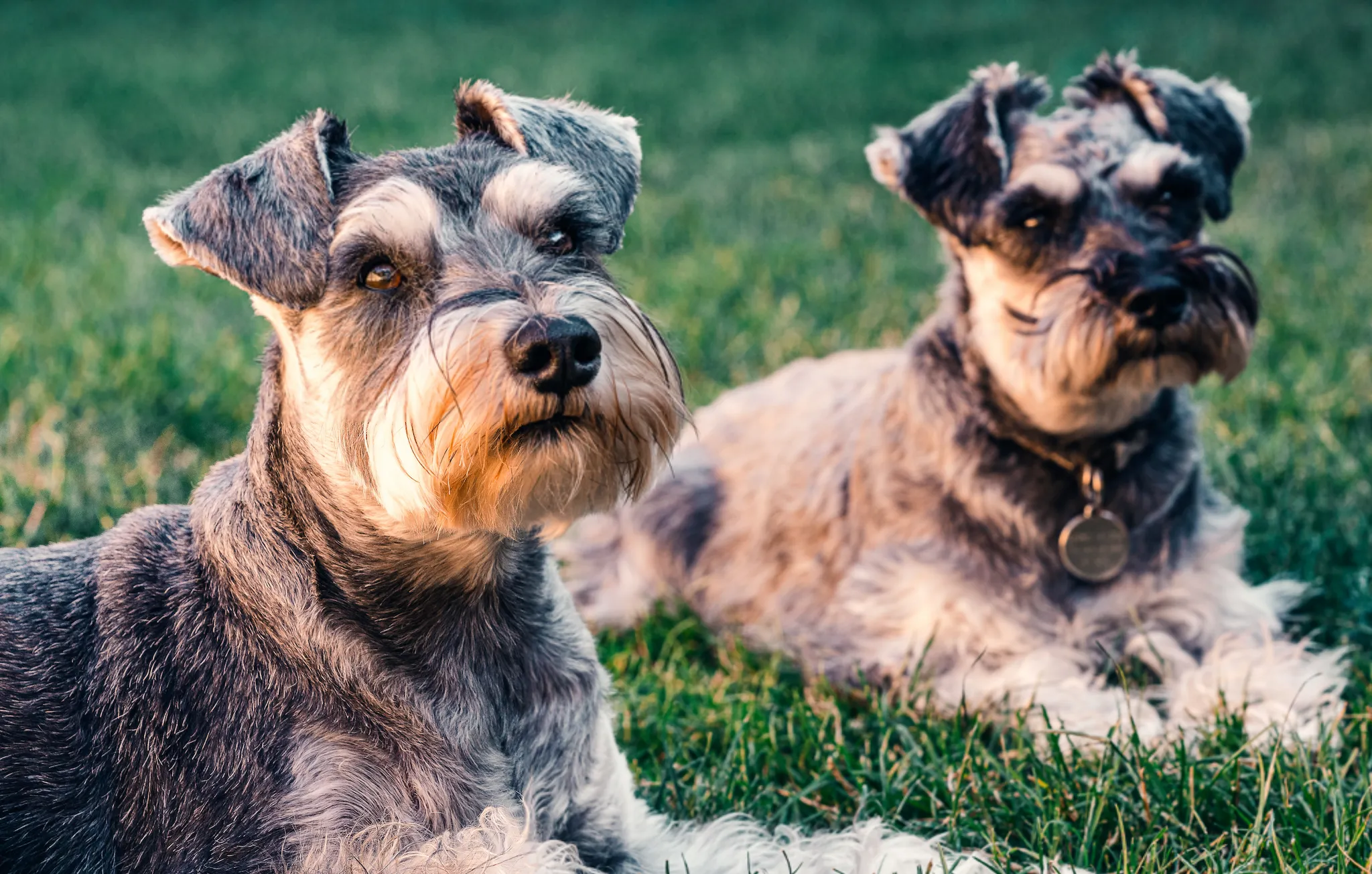 Ein aufmerksamer Zwergschnauzer mit hartem, drahtigem Fell, ein kleiner süßer Hund, der regelmäßig getrimmt werden muss und kaum haart.
