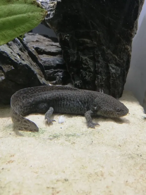 Ein Axolotl (Ambystoma mexicanum) in einem Aquarium als spezielles Haustier