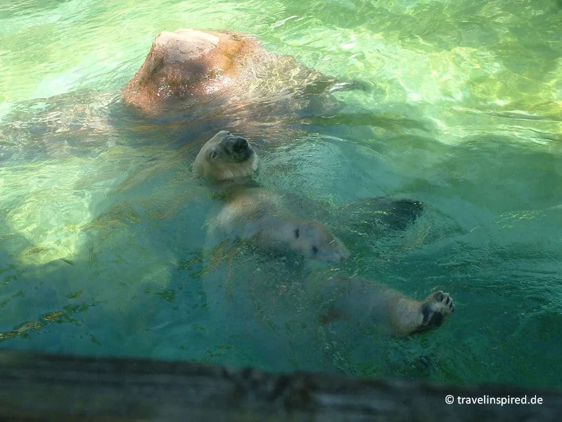 Ein beeindruckender Eisbär beim Schwimmen im Tierpark Neumünster, ein tierisches Highlight für Familien-Unternehmungen in Norddeutschland.