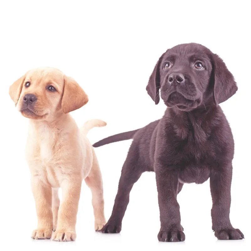 Ein beiger und ein schwarzer Labradorwelpe stehen nebeneinander und schauen interessiert nach vorne