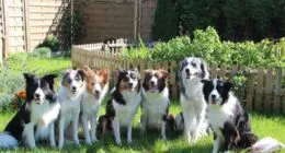 Ein Border Collie spielt mit einem Ball im Freien