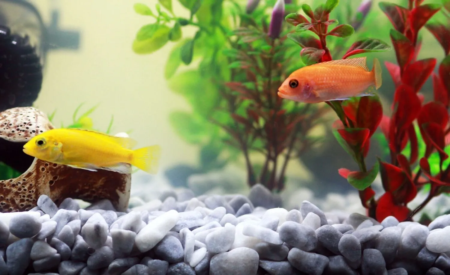 Ein buntes Aquarium mit verschiedenen tropischen Fischen und Wasserpflanzen